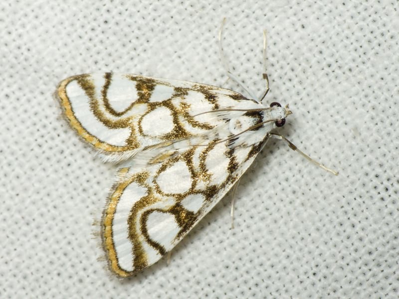 Nymphula nitidulata (Hufnagel, 1767)